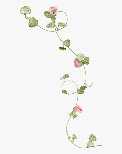 Vines Flowers, Decorative Flowers Drawing, Vines Design, Flowers Branch, Slide Decoration Png, Vines Plants, Flower Transparent, Flower On Vine Drawing, Pink Vines