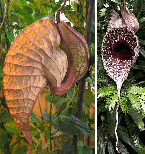 Pelican Flower (Aristolochia grandiflora) These flowers are almost beautiful in their strangeness, with big inflated chambers instead of petals and intricate, colorful patterns of veins. But don’t get too close, or you won’t be able to get the dead mouse smell out of your nose for hours. No, this plant isn’t a carnivorous rat-eater like the Nepenthes attenboroughii – it just uses a decaying rodent smell to attract pollinators. Strange Plants, Pitcher Plants, Strange Flowers, Weird Plants, Garden Vines, Unusual Plants, Unusual Flowers, Rare Flowers, Carnivorous Plants