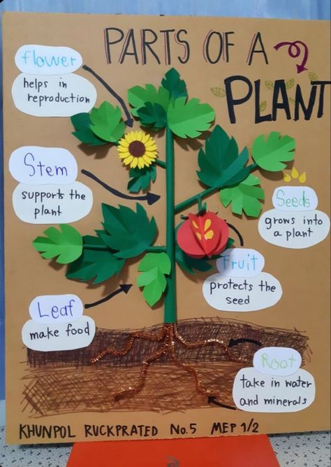 Science Board Ideas Classroom, Science Project Ideas For School Creativity, Plant Science Projects, Plant Science Preschool, Parts Of Plants Project Ideas, Plant Life Cycle Science Project, Part Of The Plant Activities, Plant Learning Activities, Part Of A Plant Preschool