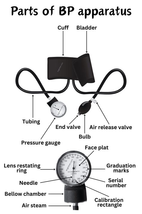 Parts of BP Apparatus Names - Medical Terms and Vocabulary Medical Vocabulary, Medical Terminology Study, Anatomy Education, Learning Websites For Kids, Medical Assistant Student, Medical Words, Nursing School Essential, Medicine Notes, Quiz With Answers