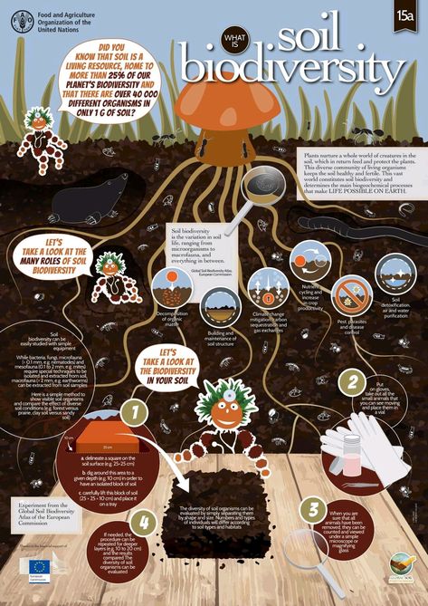 The importance of soil biodiversity. Environmental Science Major, Save Soil, Ag Education, Soil Conservation, Save Environment, Infographic Poster, Tree Artwork, Learning Graphic Design, Soil Health