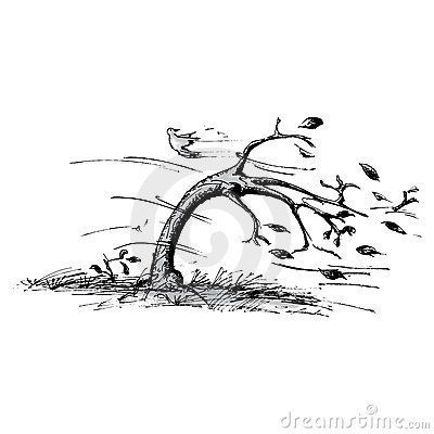 Tree In Black And White | of a tree blowing in the wind. This is the black and white ... Wind Tattoo, Wind Drawing, Wild Is The Wind, Wind Art, Tree Sketches, Landscape Sketch, Tree Drawing, Tree Tattoo, Chalkboard Art