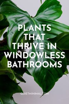 Faux Bathroom Window, Windowless Toilet Ideas, Best Plants For Bathroom With No Window, No Window Bathroom Plants, Windowless Bathroom Plants, Orchid In Bathroom Ideas, No Light Bathroom Plants, Small Bathroom Ideas Windowless, Plants Bathroom No Window