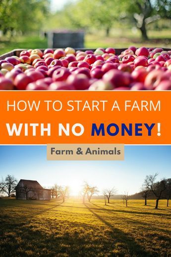 How To Start A Small Homestead, How To Start A Homestead With No Money, Agriculture Ideas Small Farm, Make Money Farming, Start A Farm Business, How To Start Farming, How To Start A Farm Business, Starting A Small Farm, How To Start A Small Farm