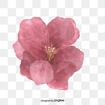 Flower Hd, Lotus Vector, Plant Watercolor, Pink Lotus Flower, Hd Flowers, Pink Flowers Background, Flower Png Images, Watercolor Flower Background, Frame Floral