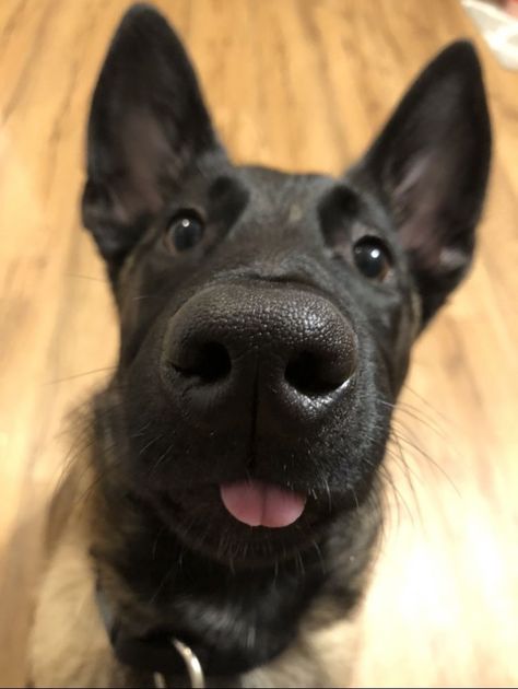 Silly Cute Dog Pictures, Dog Belgian Malinois, Puppy Belgian Malinois, Cute Belgian Malinois Puppies, Dog Tongue Out, Belgian Shepherd Malinois, Belgian Malinois Aesthetic, Belgian Malinois Funny, Cute Belgian Malinois