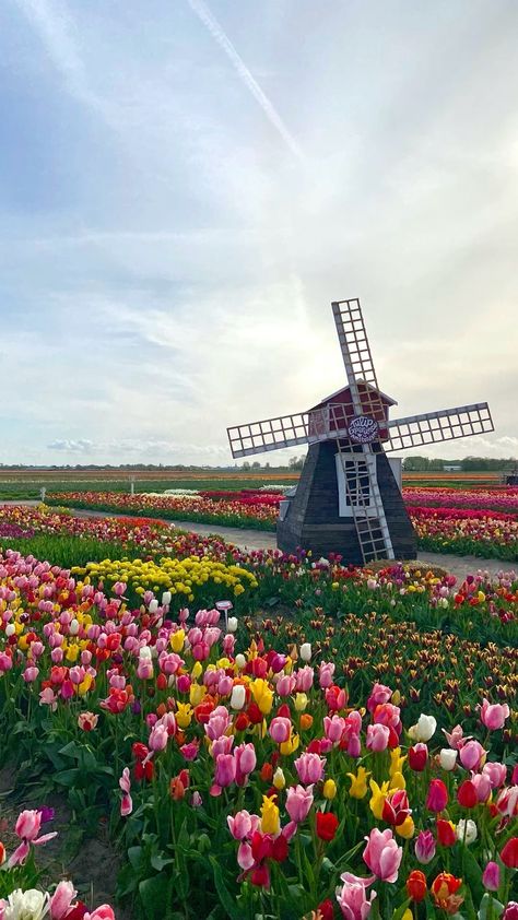 Netherlands Windmills Tulip Fields, Tulip Field Amsterdam, Netherlands Places To Visit, Tulip Festival Amsterdam, Keukenhof Aesthetic, Amsterdam Travel Aesthetic, Tulip Amsterdam, Nederland Aesthetic, Windmill Wallpaper