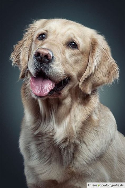 Dog Portraits by Daniel Sadlowski // Part 3 on Behance Golden Retriever Photos, Golden Retriever Portrait, 강아지 그림, Golden Retriever Puppy, Retriever Puppy, Golden Retrievers, Dog Drawing, Dog Paintings, Drawing Tutorials