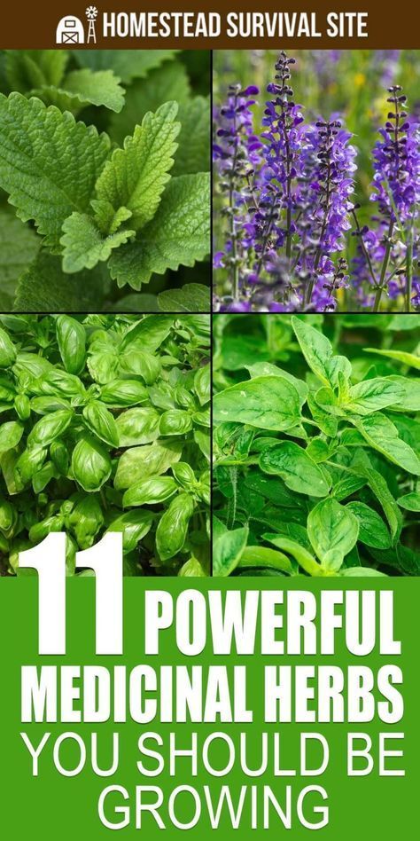 15 Powerful Medicinal Herbs You Should Grow#medicinal herbs #Herbs #herb garden outdoor #herb garden ideas #Medicinal Herbs Garden #health aesthetic Medicinal Herbs Remedies, Plantarea Legumelor, Medicinal Herbs Garden, Medical Herbs, Herbal Plants, Healing Plants, Herbs For Health, Herbs Indoors, Healing Herbs