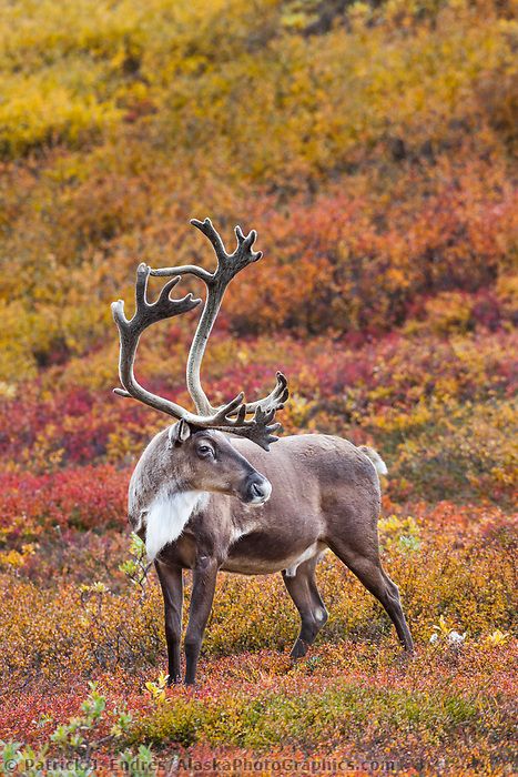 Bull caribou in colorful autumn tundra, Denali National Park, Interior, Alaska. Alaskan Wildlife, Water Deer, Alaska Photography, Animal Photography Wildlife, Deer Species, Alaska Wildlife, Alaska Vacation, Power Animal, Most Beautiful Animals