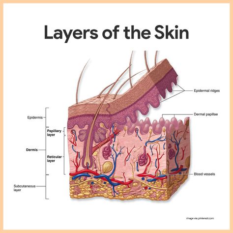 The integumentary system consists of the skin and accessory structures, such as hair, nails, and glands. The integumentary system is recognizable to most people because it covers the outside of the body and is easily observed. The Skin, Anatomy Of Skin, Skin System, Integumentary System Model, Skin Physiology Project, Layers Of The Skin Project, Layers Of The Skin, Skin Layers Anatomy, Skin Layers