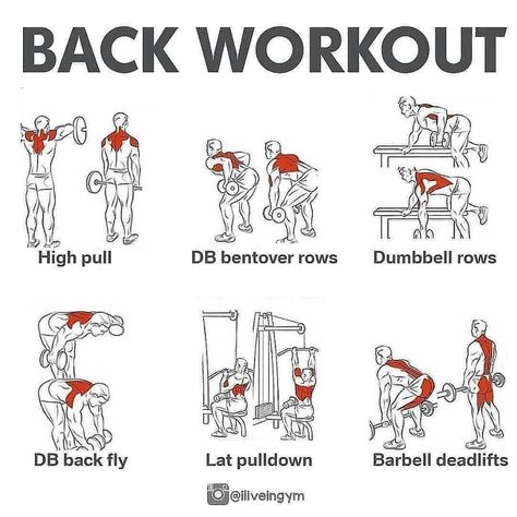 Fitness | Nutrition | Training on Instagram: “✅Back Workout 🔥 • SAVE FOR YOUR BACK DAY💪! . Follow us for more ❤️ - What’s your favourite muscle group to workout? ➖➖➖➖➖➖➖➖➖➖…” Muscle Groups To Workout, Back Workout Bodybuilding, Back Workout Men, Dumbbell Back Workout, Pull Day Workout, Gym Back Workout, Back Workout Routine, Back And Bicep Workout, Back Workouts