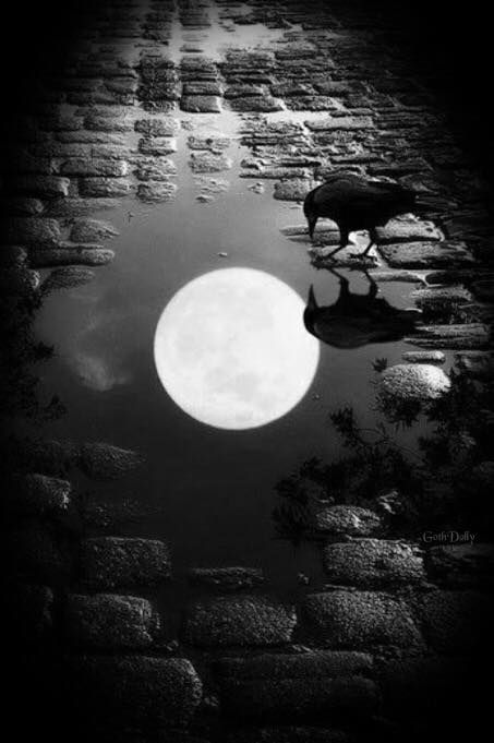 Crow and Full Moon Reflected in a Puddle on a Cobblestone Street.. . Marjolein Bastin, Shoot The Moon, Moon Pictures, Beautiful Moon, Nature Landscape, Blue Moon, Black Bird, Stars And Moon, Sunrise Sunset