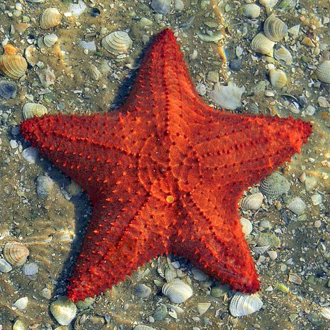 Oreaster reticulatus - Red Cushion Sea Star | Another photo … | Flickr Sea Invertebrates, Starfish Species, Starfish Project, Sea Of Stars, Color Symbolism, Yellow Sea, Red Cushion, Water Animals, Beautiful Sea Creatures