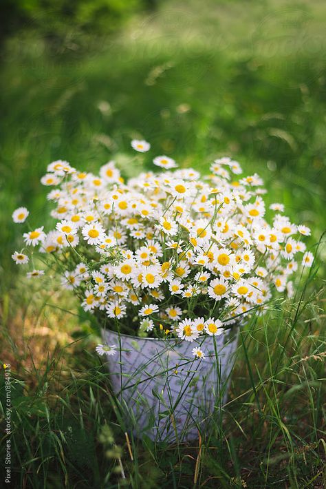 Freshly picked chamomile in bucket ~~ by Pixel Stories Ikebana, Medicinal Plants, Sunflowers And Daisies, Daisy Love, Chamomile Flowers, Edible Flowers, The Grass, Flowers Nature, Green Grass