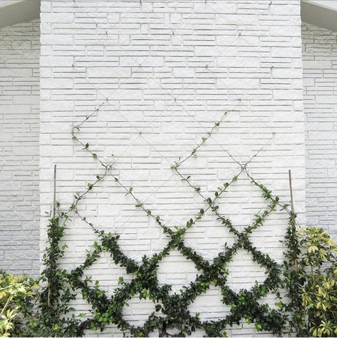 Backyard Ivy Wall, Jasmine On Trellis, Jasmine Fence Climber, Jasmine Trellis Wall, Jasmine Creeper Wall, Star Jasmine Trellis, Belgian Fence, Ivy Growing On Wall, Wall Trellis