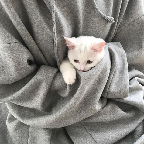 Albino Cat, Gatto Carino, Albino Animals, White Kitten, Siamese Kittens, White Cats, Cat Aesthetic, Cute Kittens, Teen Titans