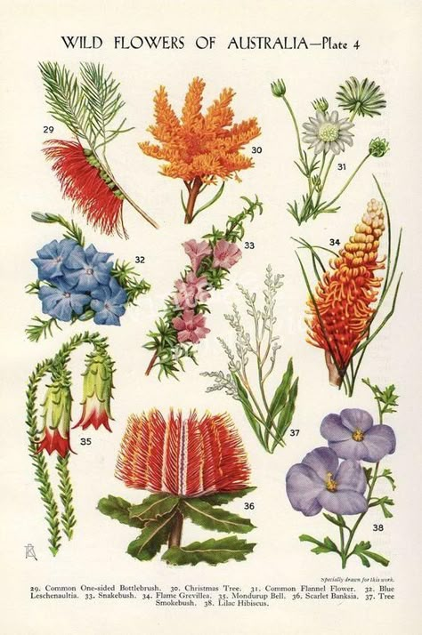 All Things Australia - Australian Style – The Freedom State Botanical Flowers Print, Australian Native Garden, Australian Wildflowers, Australian Style, Australian Flowers, Australian Natives, Australian Native Flowers, Australian Plants, Australian Native Plants