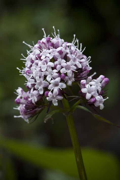 Red Valerian Plants, Alaskan Wildflowers Tattoo, Valerian Flower, Alaskan Flowers, Flower Widget, Zodiac Vibes, Alaskan Wildflowers, Live Earth, Sonic Oc