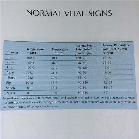 Normal vital signs in animals from Tasks for the Veterinary Assistant Vital Signs Chart, Normal Vital Signs, Vet Science, Veterinarian Assistant, Vet Tech Humor, Veterinarian Technician, Vet Tech School, Vet Notes, Veterinary Tech