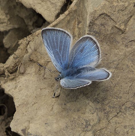 (Male) Silvery Blue (Glaucopsyche lygdamus columbia) - Hurricane Ridge/Obstruction Point Rd., Olympic National Park, Near Port Angeles, Clallam Co., WA 06/16/2013 | (Male) Silvery Blue (Glaucopsyche lygdamus columbia) - Hurricane Ridge/Obstruction Point Rd., Olympic National Park, Near Port Angeles, Clallam Co., WA Butterfly Museum, Silvery Blue, Port Angeles, Olympic National Park, White Dog, White Dogs, Pet Birds, Beautiful Nature, National Park