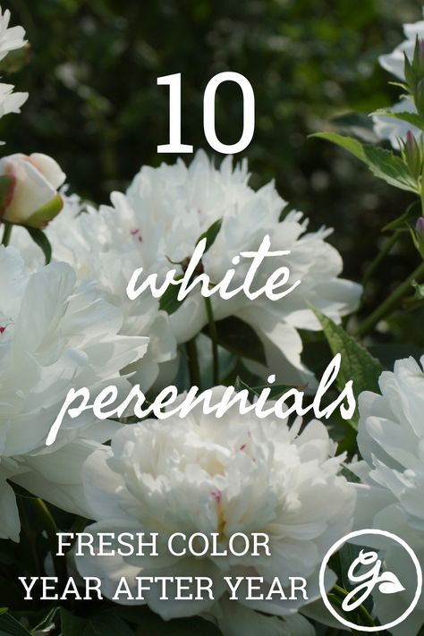 Green White Landscaping, White Phlox Perennials, Bushes With White Blooms, White Flowers Landscaping, Potted White Flowers, White Flowers For Front Yard, White Flowering Bushes, Tall White Perennials, White Flower Shrubs