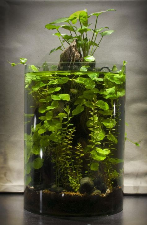 Ideas for a 4 gallon vase shrimp tank? - Page 3 - The Planted Tank Forum Water Terrarium With Shrimp, Nano Tank Aquascape Ideas, 20 Gallon Fish Tank Ideas, Terrarium Water, Water Terrarium, Aquarium Garden, Fish Tank Terrarium, Fish Tank Design, Aquascape Design