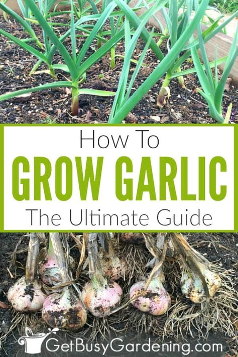 Garlic is rather easy to grow outdoors in your vegetable garden. Once you know exactly how to grow garlic at home, you may never have to buy it at the grocery store again. Learn all about growing garlic from cloves to harvest in this detailed guide. Includes information about the two main types of garlic (softneck and hardneck), where and how to plant, and care instructions for soil, sunlight, watering, pest control, pruning the scapes, harvesting, and more! Growing Garlic From Cloves, Types Of Garlic, When To Harvest Garlic, How To Plant Garlic, Garlic Plant, Garlic Growing, Soil Fertilizer, Plant Garlic, Hardneck Garlic