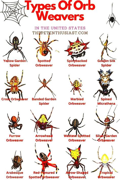 Spider Identification Chart, Spider Facts, Bug Facts, Spider Identification, Camping Life Hacks, Spider Fact, Arachnids Spiders, Spider Species, Fun Facts About Animals