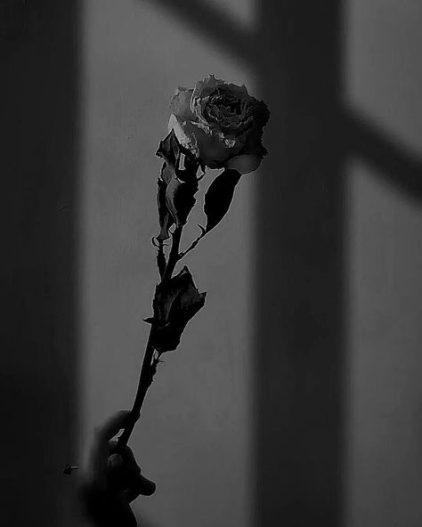 Photo Noir, Rose Noir, Art Noir, Aesthetic Black, Aesthetic Colors, Free Instagram, Black N White, Black Ceramic, Vintage Aesthetic