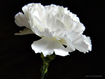 Day One Photography: White Carnation. Photo by #FredaMans Carnation Photography, Flowers Symbolism, White Carnations, White Carnation, Mums Flowers, Valentine Cards Handmade, Flower Vase Arrangements, Carnation Flower, Favorite Flower