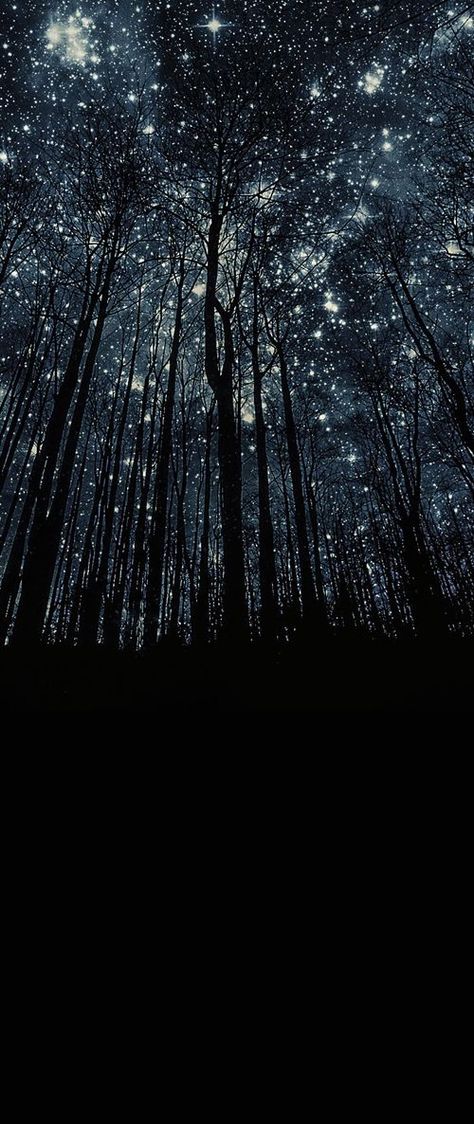 Oh my! Stunning! A forest of stars! I love our planet and universe.❤❤❤ The Night Sky, In The Forest, The Forest, Night Sky, Trees, Forest, Stars, On Instagram, Instagram