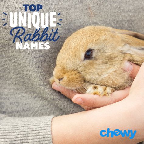 Finding that perfect rabbit name for your new pet can take mere seconds when inspiration strikes, while other times it can be agonizing. So the team here at Pet Central wants to help you get started on finding a name for that cute new bunny! Rabbit Names Ideas, Boy Rabbit Names, Unique Pet Names, Bunny Supplies, Unique Rabbit, Female Rabbit, Rabbit Names, Raising Rabbits, Indoor Rabbit