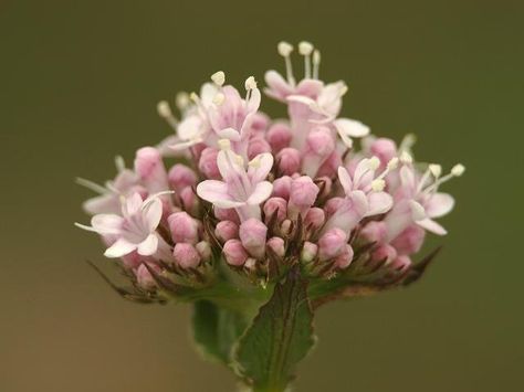 Valerian Flower, Valeriana Officinalis, Heal Thyself, Illustration Reference, Tea Illustration, Room Deco, Valerian, Real Flowers, Flower Drawing