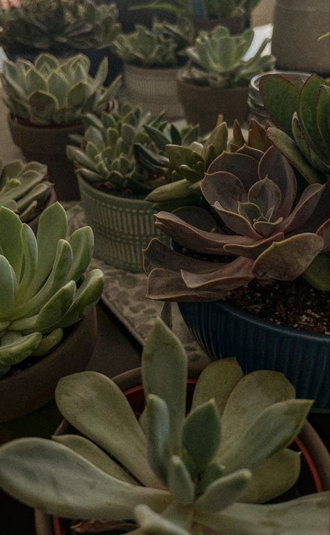 Succulent | plants | indoor plant | green potted plants | aesthetic | planting | party centerpieces My Plant Aesthetic, Pot Plant Aesthetic, Plant Aethstetic, Laurel Green Aesthetic, Plant Asthetic Picture, 222 Green Aesthetic, Me As A Plant, Plants In House Aesthetic, Dark Green Plants Aesthetic