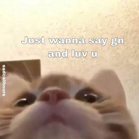 Romantic Aestethic, Cat Emotions, Meme Cartoon, Good Night Cat, Love You Meme, Couple Memes, Memes Love, Cute Cat Memes, Luv U