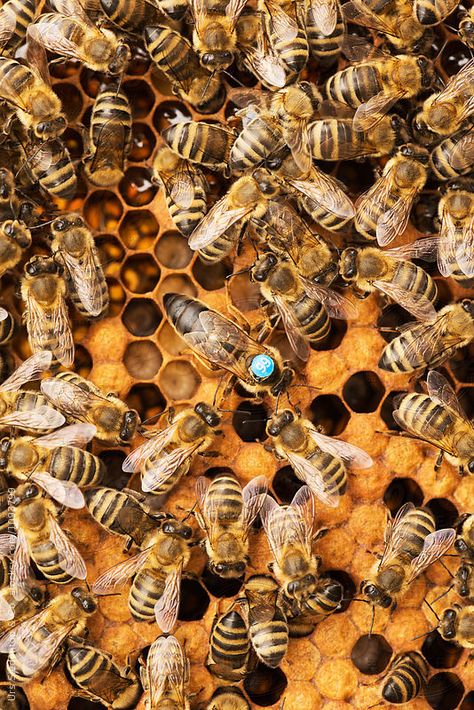 Queen bee and worker bees on honeycomb by Urs Siedentop & Co Bees Photography, Berries Photography, Bees And Honeycomb, Types Of Bees, Aesthetic Health, Tattoo Health, Worker Bee, Bee Colony, Bee Free