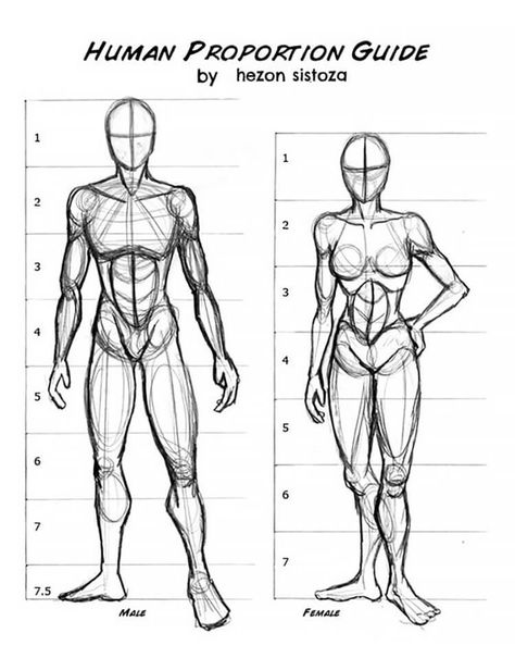 This human proportion guide shows you how to draw the human anatomy. These drawing ideas are perfect for anyone who wan'ts to practice drawing men and women. Drawing Body Proportions, Drawing Proportions, Human Body Drawing, Drawing Hands, Drawing Hair, Human Anatomy Drawing, Body Sketches, Human Figure Drawing, Human Anatomy Art