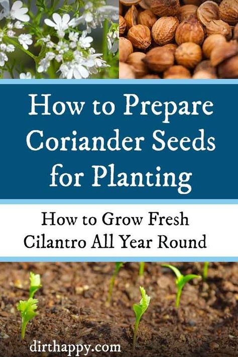 Growing Coriander From Seed, Recipes With Coriander Seeds, Homeschool Gardening, Cilantro From Seed, How To Grow Coriander, Grow Cilantro Indoors, How To Grow Cilantro, Growing Coriander, Grow Cilantro