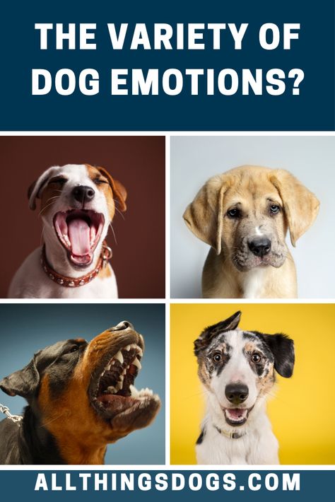 Dog Kiss, Dog Pee Smell, Dog Emotions, Mom Crafts, Dog Body Language, Living With Dogs, Dog Kisses, Easiest Dogs To Train, Dog Pee