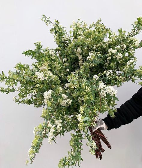 DVFlora on Instagram: “OMG 😱 What a lovely Friday treat!! We are in Spirea Heaven with these White Kodemari bunches. So whimsical and dreamy... might I add,…” White Flower Varieties, Spirea Arrangement, White And Green Whimsical Bouquet, Spirea Bouquet, Green And White Flower Arrangements, Spirea Flower, White Spirea, White And Green Flowers, White Green Flowers