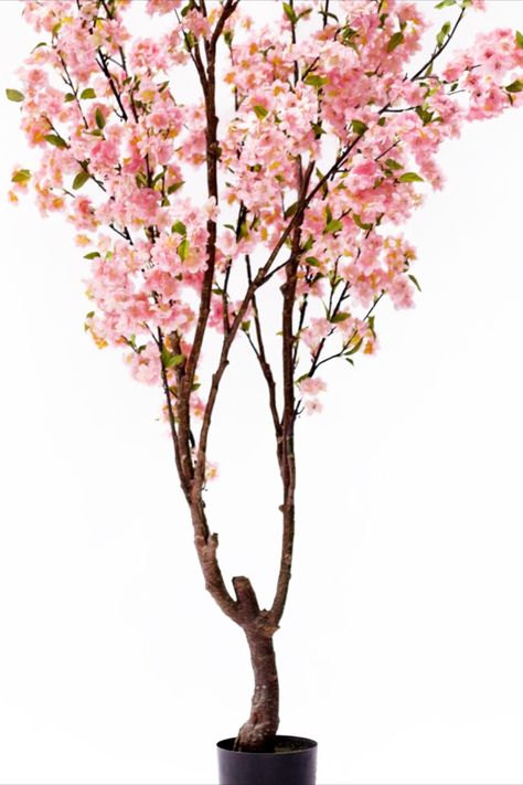 Cherry Blossom Flower, Silk Tree, Flower Tree, Relaxing Atmosphere, Cherry Blossom Flowers, Vibrant Flowers, Vibrant Flower, Floral Display, Flowering Trees