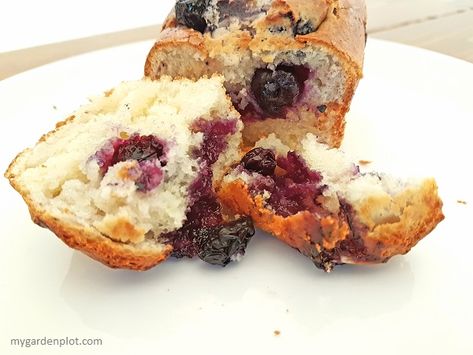 Mini Loaf Cakes, Mini Loaves, Garden Plot, Best Blueberry Muffins, Mini Loaf Pan, Fragrant Garden, Muffin Bread, Gardening Landscaping, Mini Loaf