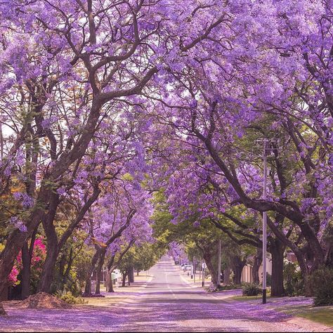 Street of beautiful violet vibrant jacaranda in bloom. Spring in Pretoria. Purple Flowering Tree, Purple Blossom, Tree Tunnel, Jacaranda Tree, Flowering Tree, Purple Trees, Tropical Tree, Tree Seeds, Blossom Tree