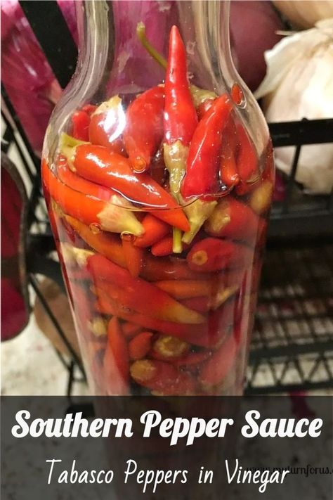 Bring the authentic taste of the South into your kitchen with this simple tabasco peppers in vinegar recipe.  For a culinary experience that's as rewarding as it is delicious, pin this pepper sauce recipe and let it spice up your Southern meals. #SouthernPepperSauce #TabascoPepperInVinegar #HotPepperVinegar #PepperVinegar #UsesForPepperVinegar #myturnforus Vinegar Hot Sauce Recipe, Homemade Tabasco Sauce Recipe, Tabasco Sauce Recipe, Hot Pepper Vinegar, Peppers In Vinegar, Pepper Ideas, Tabasco Peppers, Canning Hot Peppers, Canning Veggies