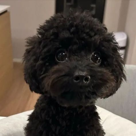 Mini Poodle Black, Black Toy Poodle Puppy, Mini Poodle Full Grown, Poodle Tail, Black Yorkie Poo, Black Poodle Puppy, Cute Black Puppy, Black Maltipoo, Poodle Teddy Bear Cut