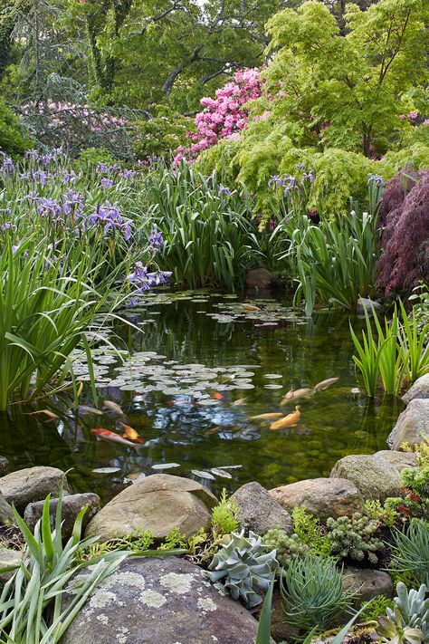 Water Garden Plants, Garden Pond Design, Outdoor Water Features, Pond Landscaping, Pond Design, Have Inspiration, Ponds Backyard, المملكة العربية السعودية, A Pond