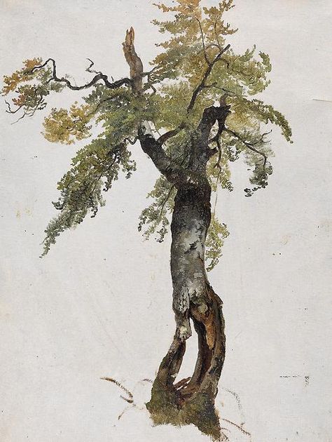 19th Century Paintings, Illustration Botanique, Tree Illustration, 수채화 그림, Tree Drawing, Watercolor Trees, Landscape Drawings, Painting Photos, Tree Art