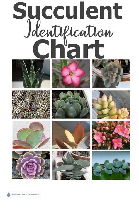 Identify your succulent with this chart Succulent Names, Types Of Succulents Plants, Kaktus Dan Sukulen, Succulent Landscape Design, Succulent Garden Indoor, Flowering Succulents, Succulent Garden Design, Succulent Landscaping, Succulent Garden Diy