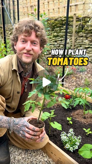 Jamie Walton | Nettles & Petals on Instagram: "How I Plant Tomatoes! 🍅🌱

It’s an exciting day! I can finally plant my tomatoes and the many companion plants I interplant with them, now the last chance of frost has passed 😊🙌🏻

To get started, I measure out the bed and space my tomatoes at 45cm apart and dig a deep hole so I can add fresh compost underneath the plant as a little pocket of fertility. 🪱

I then water the hole to ensure the plants are well watered to minimise transplant shock, and tie a large loop in some strong garden twine which I place underneath the root ball of the plant so that it anchors it in place. ⚓️🌱

I remove any lower leaves from the plant to avoid them coming into contact with the soils surface, as I’ll be planting it deep to promote a stronger root system. Training Tomato Plants, Companion Planting With Tomatoes, How To Plant Tomatoes Raised Beds, Container Tomatoes Growing, Tomato Plant Spacing, How To Plant Tomatoes In The Ground, Tomato Plant Aesthetic, Transplanting Tomato Plants, How To Trim Tomato Plants